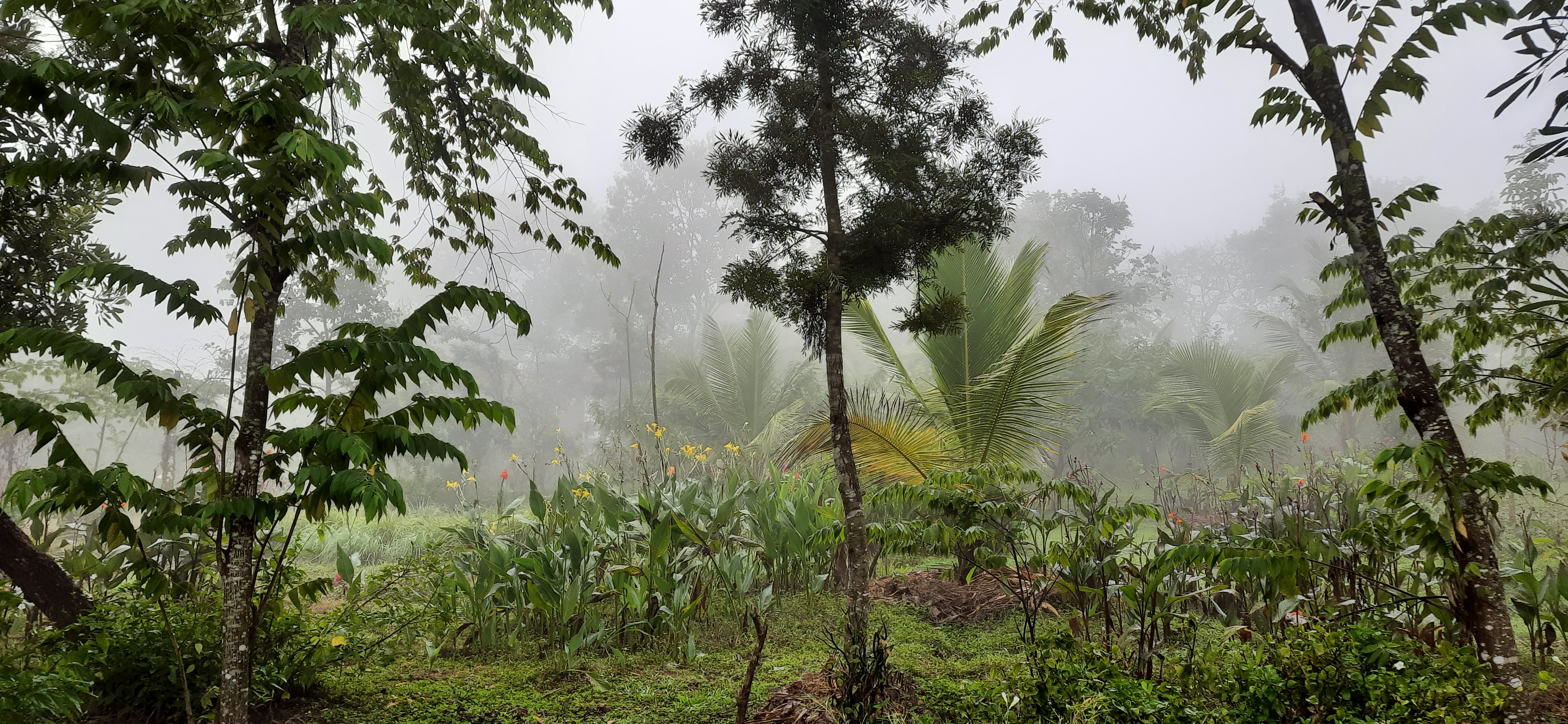 12-acre organic farm at Dandeli Chalet