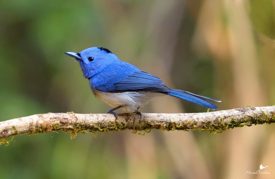 A Beginner's Guide to Bird Watching in Dandeli
