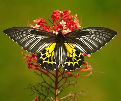 Colorful butterfly in the garden