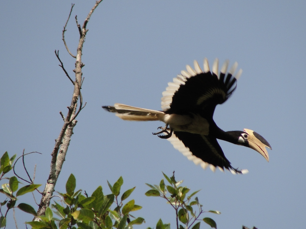 Great Indian Hornbill spotted during bird watching