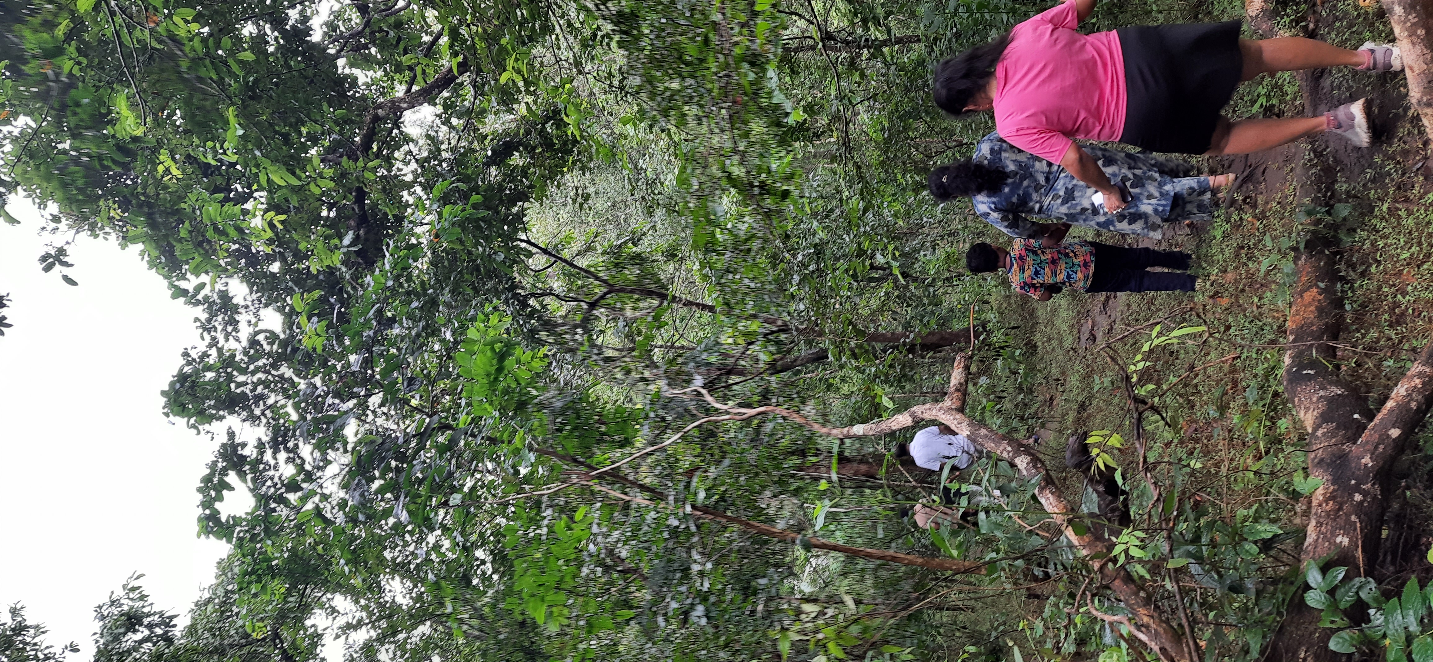 Nature walk through forest trails